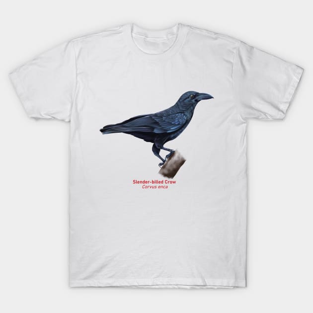 Slender-billed Crow | Corvus enca T-Shirt by bona 